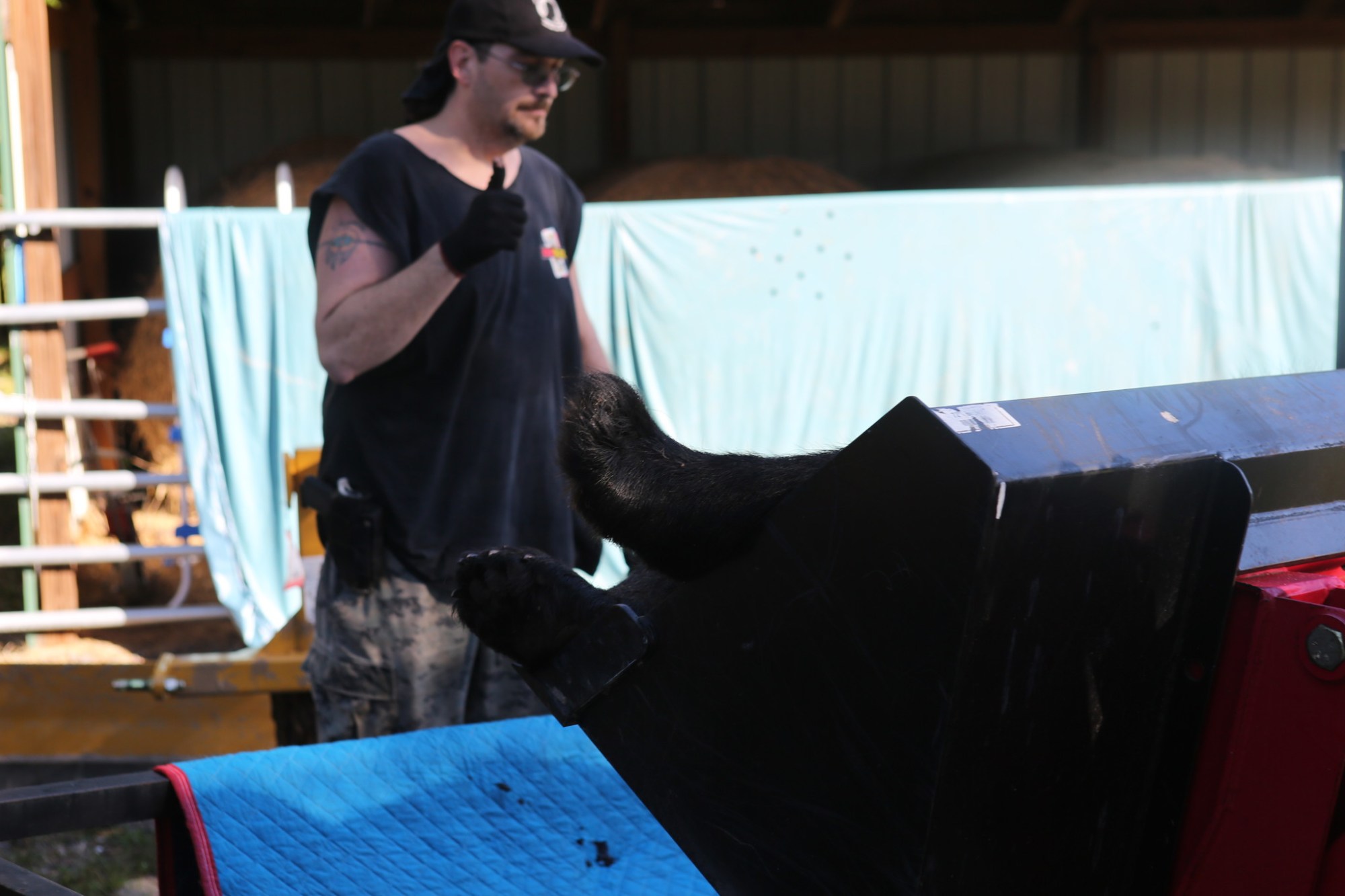 Randy Smith gives a thumbs up while helping load a bear onto a trailer Saturday morning. Smith’s brother Bryan Smith of Lake County shot and killed the first bear on the opening day of Florida’s bear hunt.
